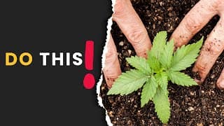 Should You Transplant Or Start In A Big Pot?