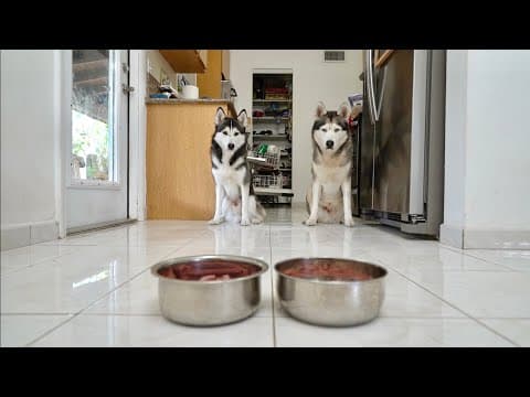 Which Dog Has The Better Stay Command? My Husky Puppy Or Dad?