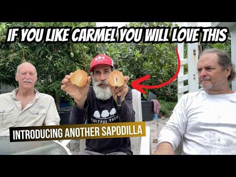 Introducing The Thomas Sapodilla: A Perfect Companion To The Gigantia!"