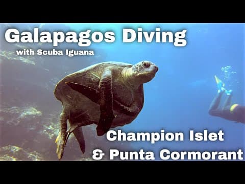 Galapagos Diving • Champion Islet & Punta Cormorant • Scuba Iguana