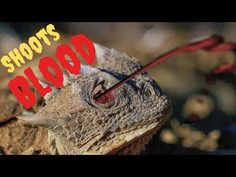 10 Crazy Ways Species Defend Themselves