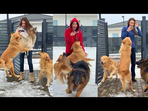 How My Dogs React When I Come Home After 5 Minutes, 5 Hours & 5 Days