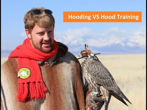 Falconry: Hooding Vs Hood Training