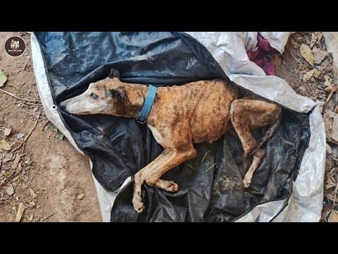 No One Noticed Her Suffering, Until Her Tail Wagged Softly For The First Time