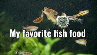 Product Review- Aquarem Freeze Dried Blackworms