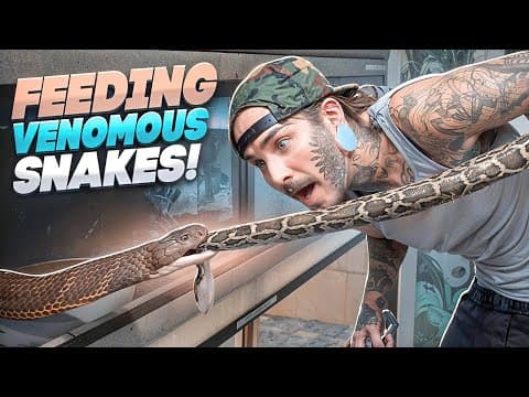 Feeding All The Venomous Snakes!