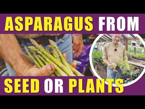 How To Grow Asparagus | From Seed Or Crowns No-dig Advice