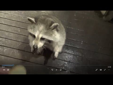 Saturday Night Raining Again Few Raccoons