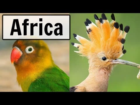 South Africa - Live Bird Feeder And Wildlife Camera