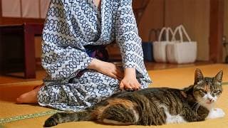 Cat Heaven! A Secluded Japanese Hot Spring Inn With 9 Resident Cats | Shichirigawa Onsen