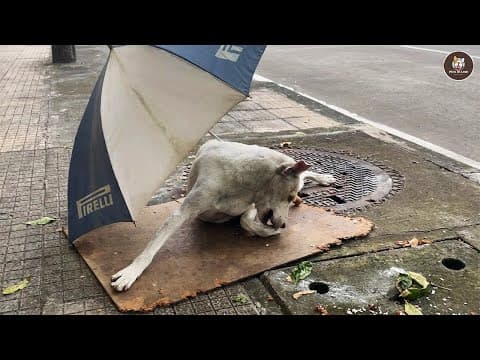 Trembling Under A Roadside Umbrella, His Tail Finally Wagged When Hope Arrived