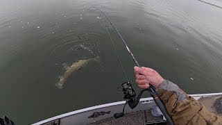 Catching Spawning Walleyes On Every Cast! (catch & Cook)