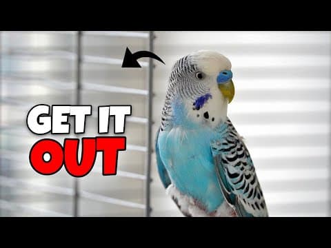 How To Get Your Bird Out Of The Cage (without Stress Or Biting)