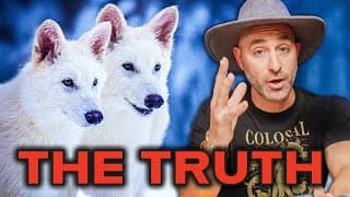 The Dire Wolf Is Alive -  Extinction Reversed?