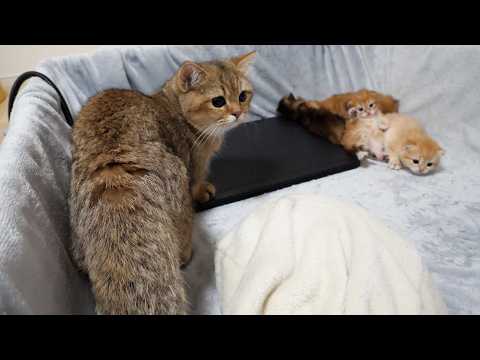 Cute Big Brother Cat Looking A Bit Flustered In Front Of Kittens He's Meeting For The First Time...