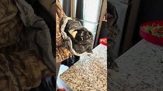 Poor ducky 😭😭 Joshs first duck is in our fridge 😭😭😭