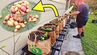 I Grew Potatoes In Supermarket Paper Bags — Here’s What Happened