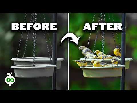 Easy Ways To Attract Birds To Your Garden