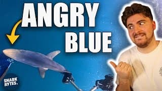 Shark Scientist Analyses His Own Shark Bite Incident