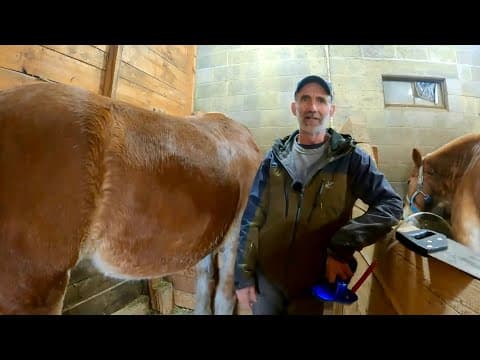 Big News & Why Do We Brush Horses?? #864