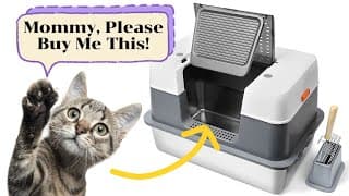 Why Every Cat Owner Needs A Stainless Steel Litter Box?