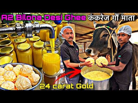 देसी गौं Kankrej का 24 Carat Gold A2 Bilona Desi Cow Ghee | बिना दबायी Injection के Ayurvedic घी