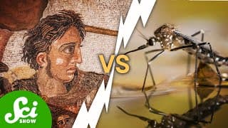 Alexander The Great Was Killed By A Mosquito