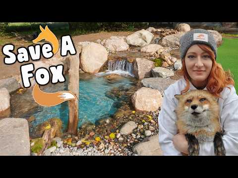 Rescued Fox Gets Pond: @saveafox Compilation