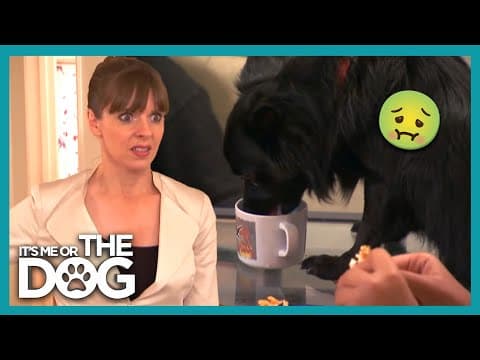 This Family Is At War Over Diego's Bad Table Manners! | It's Me Or The Dog