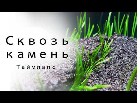 Как Зелень Побеждает Камень? Ростки Через Асфальт Таймлапс