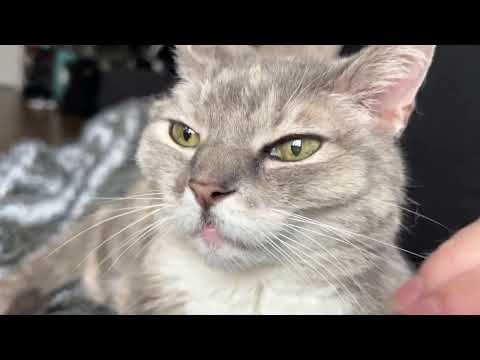 Palliative Care Update: Cuddles, Pets, Catnip, Dad! | Billispeaks