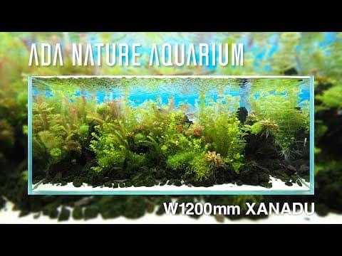 [adaview] Xanadu／ザナドゥ  - W1200mm Nature Aquarium Layout-【en/jp Sub.】