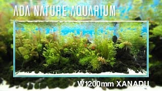 [adaview] Xanadu／ザナドゥ  - W1200mm Nature Aquarium Layout-【en/jp Sub.】