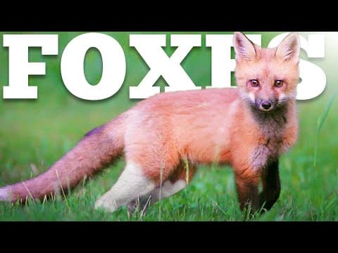 The Life Of Baby Red Foxes On The Wildlife Homestead