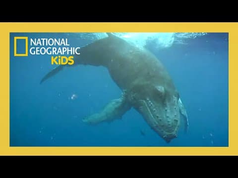 Wild Animal Ride! 🐳🐬🦌 | Full Episode | @natgeokids