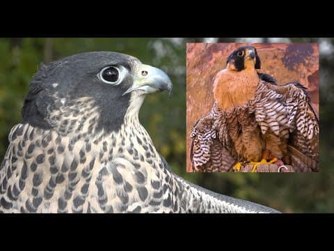 Falconry: Peales Vs Anatum Peregrines