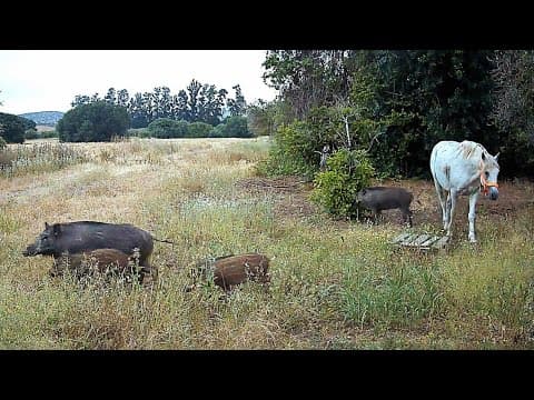Testing The #browningtrailcam  Defender Pro Scout Solar — It Captured Something Unbelievable! 🌒😱