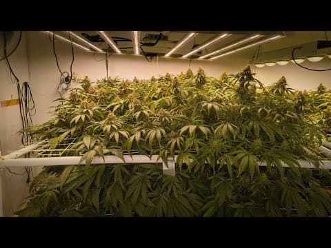 How Can Plants Thrive At An Ec Of 24?