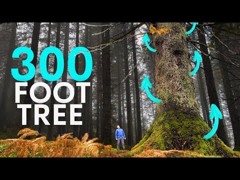 Alaska's Invader Tree Is Thriving In Britain - Here's Why