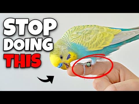 7 Ways You’re Hurting Your Bird’s Feelings (and Don’t Even Realize It)