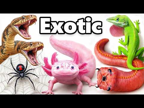 My Best Pets Of 2025 (so Far)