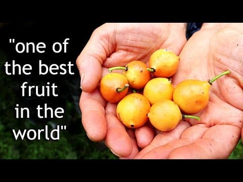 Meet The Garcinias - My Favorite Family Of Fruits (button Mangosteen, Lemondrop, And More!)