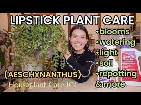 Lipstick Plant Care - How To Water, Lighting, Blooms, Repotting, Pests, & More - Houseplant Care 101