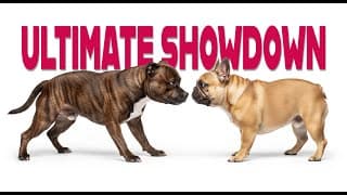Ultimate Showdown: French Bulldog Vs Staffy Bull Terrier