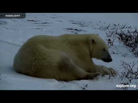 Tundra Buggy Lodge South - Polar Bears International | 2025 Highlights
