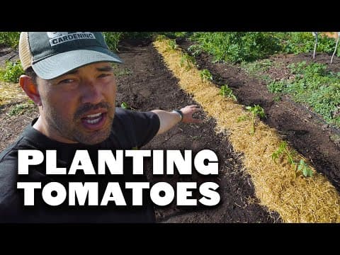 FINALLY Getting My Tomatoes In The Ground 🍅