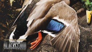 Best Of Duck Hunts From 2023-2024 Season | Part 2 | Black Cloud