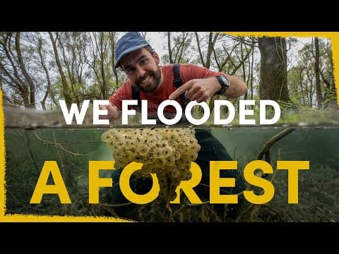 Two Years Ago We Flooded A Forest- Now It's Full Of Life