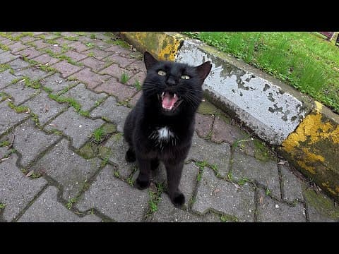 She Is So Talkative, Her Meows Never Stops