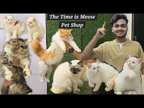 The Time Is Meow Pet Shop In Hyderabad | Doll Face Persian Calico Kittens & Punch Face Cat Available